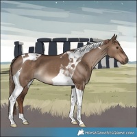 Horse Color:Liver Red Dun Tobiano