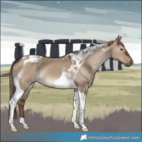 Horse Color:Liver Red Dun Tobiano 