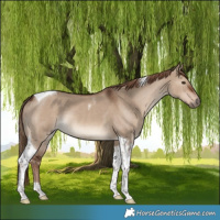 Horse Color:Liver Red Dun Tobiano Rabicano