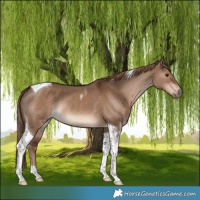 Horse Color:Liver Red Dun Tobiano Rabicano