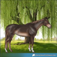 Horse Color:Liver Chestnut Tobiano Rabicano 