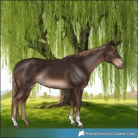 Horse Color:Liver Chestnut Tobiano Rabicano 