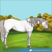 Horse Color:Gray Silver Brown Splash Tobiano Appaloosa