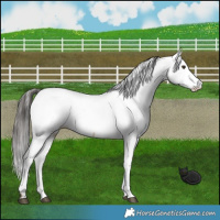 Horse Color:Liver Red Dun Roan Fewspot Brindle 