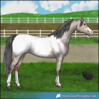 Horse Color:Liver Red Dun Snowcap 
