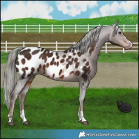 Horse Color:Liver Chestnut Mushroom Appaloosa 