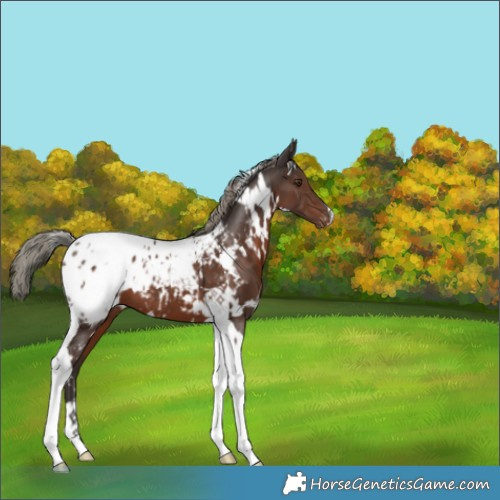 Horse Color:White Spotted Liver Chestnut Mushroom Tobiano Appaloosa 