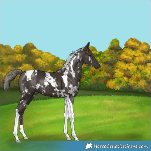 Horse Color:White Spotted Liver Chestnut Mushroom Tobiano 