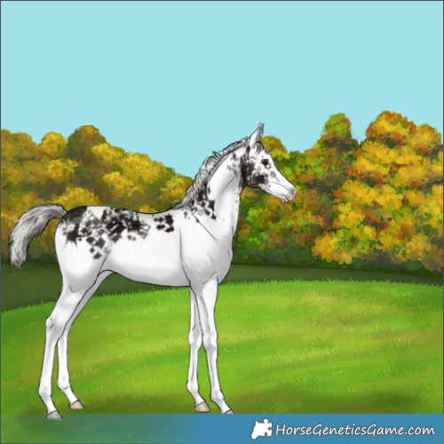Horse Color:White Spotted Liver Chestnut Ice Mushroom 