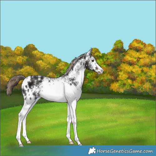 Horse Color:White Spotted Liver Chestnut Ice 