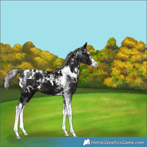 Horse Color:White Spotted Liver Chestnut Ice Mushroom Splash Tobiano 