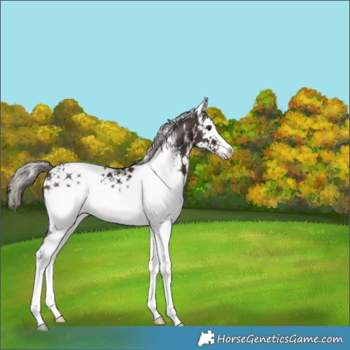 Horse Color:White Spotted Liver Chestnut Mushroom 