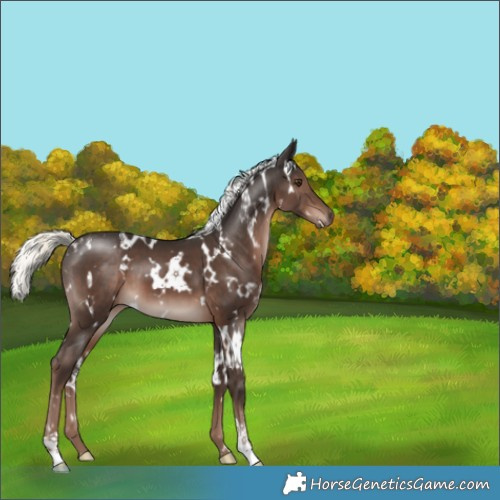 Horse Color:White Spotted Liver Chestnut Mushroom 