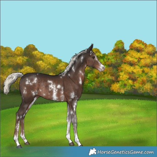 Horse Color:White Spotted Liver Chestnut Mushroom Sabino Rabicano 