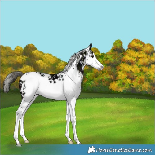 Horse Color:White Spotted Midnight Liver Chestnut Ice Mushroom Splash 