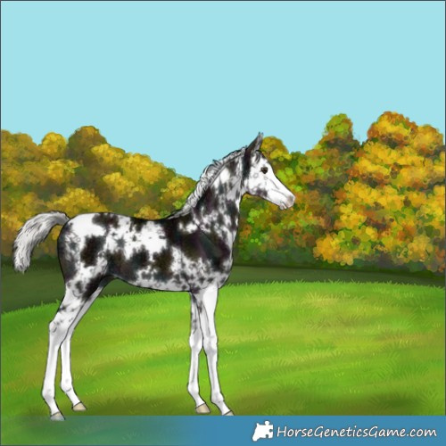 Horse Color:White Spotted Midnight Liver Red Dun Ice Mushroom Splash 