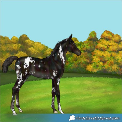 Horse Color:White Spotted Midnight Liver Chestnut 