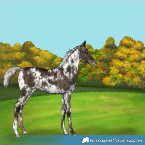 Horse Color:White Spotted Liver Red Dun Ice Mushroom 