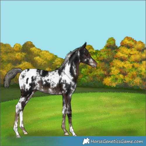 Horse Color:White Spotted Liver Chestnut Ice Mushroom Appaloosa 