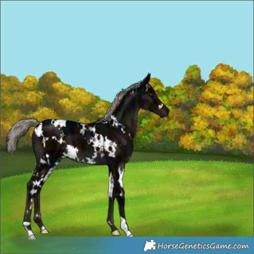 Horse Color:White Spotted Midnight Liver Chestnut Ice Mushroom 