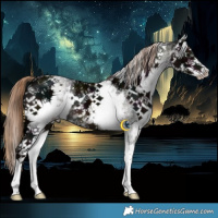 Horse Color:White Spotted Midnight Liver Chestnut Ice