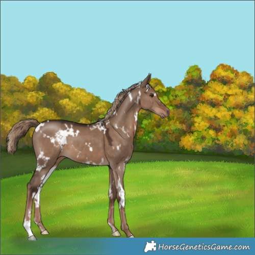 Horse Color:White Spotted Liver Red Dun 