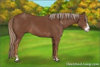 Horse Color:Chestnut Sabino