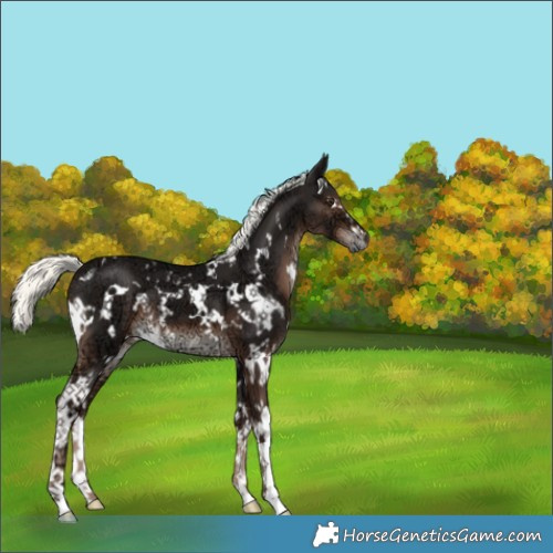 Horse Color:White Spotted Liver Chestnut Ice Mushroom 