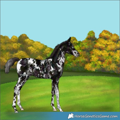 Horse Color:White Spotted Midnight Liver Chestnut Ice 