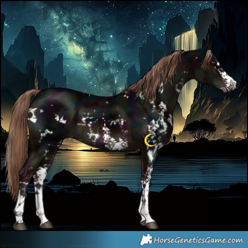 Horse Color:White Spotted Midnight Liver Chestnut Sabino