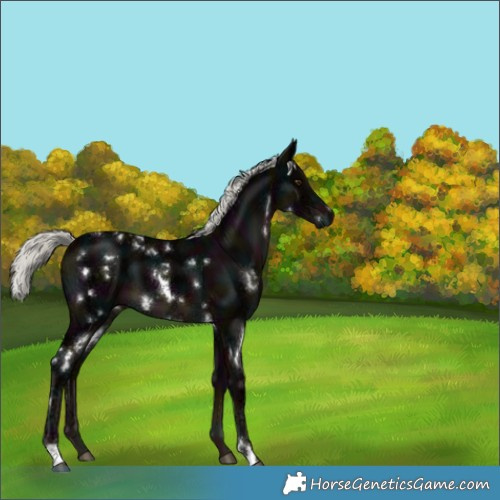 Horse Color:White Spotted Midnight Liver Chestnut Ice Mushroom 