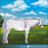 Horse Color:Plaid  Chocolate Palomino Ice Roan Onyx Brindle 