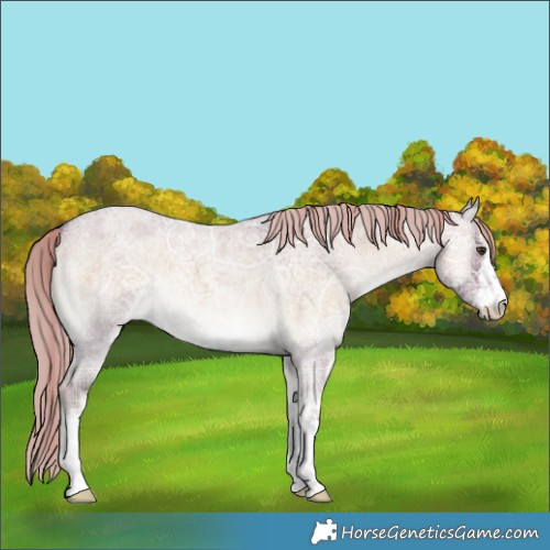 Horse Color:Plaid  White Spotted Chocolate Palomino Ice Roan Onyx 
