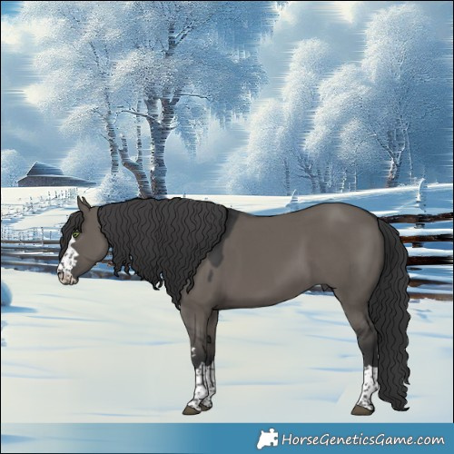 Horse Color:Grullo 
