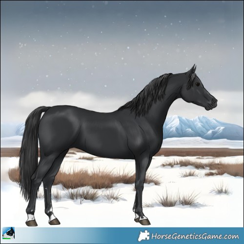 Horse Color:Black 