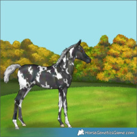 Horse Color:White Spotted Midnight Silver Grullo Chinchilla Onyx Brindle 