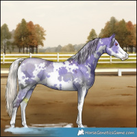 Horse Color:White Spotted Chocolate Silver Grullo Chinchilla Ice Sabino