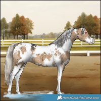 Horse Color:White Spotted Silver Grullo Chinchilla Sabino Brindle 
