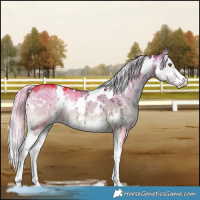 Horse Color:White Spotted Chocolate Silver Grullo Chinchilla Onyx Sabino Brindle 