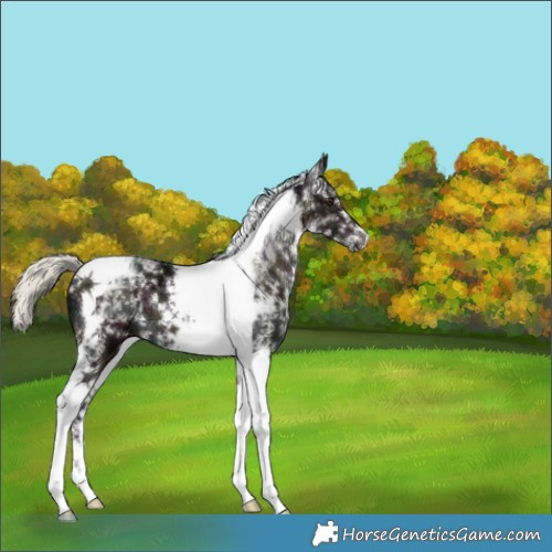 Horse Color:Midnight Liver Chestnut Ice Mushroom Sabino Tobiano