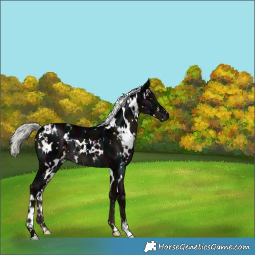 Horse Color:White Spotted Midnight Liver Chestnut Ice Mushroom 