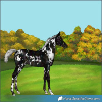 Horse Color:White Spotted Midnight Liver Chestnut Ice Mushroom 