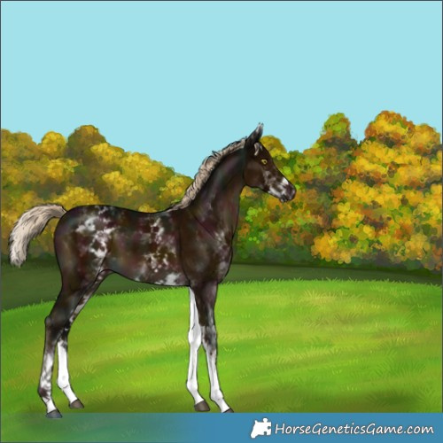 Horse Color:White Spotted Midnight Chocolate Palomino Mushroom 
