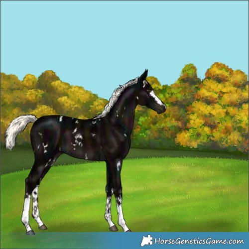 Horse Color:White Spotted Midnight Liver Chestnut Ice Mushroom 