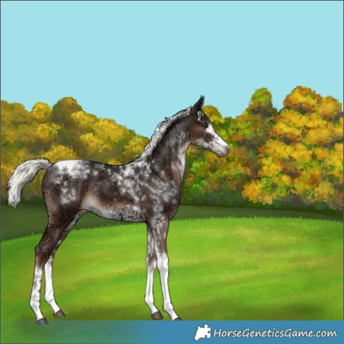 Horse Color:White Spotted Liver Chestnut Ice Mushroom Tobiano Rabicano 