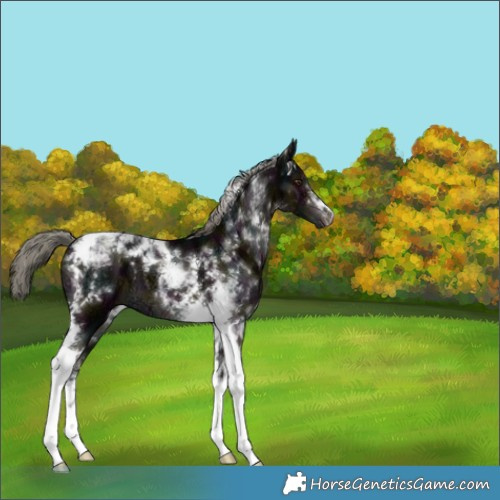 Horse Color:Midnight Liver Chestnut Ice Mushroom Tobiano