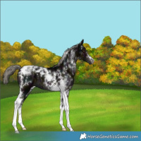 Horse Color:Midnight Liver Chestnut Ice Mushroom Tobiano 