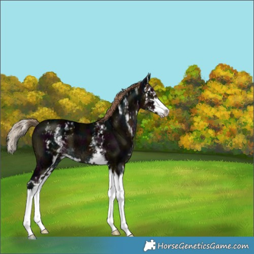 Horse Color:White Spotted Midnight Liver Chestnut Ice Splash 