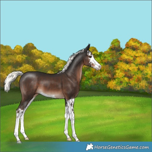 Horse Color:Liver Chestnut Mushroom Splash 