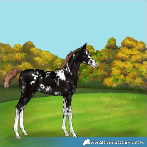 Horse Color:White Spotted Midnight Liver Chestnut Ice Splash 
